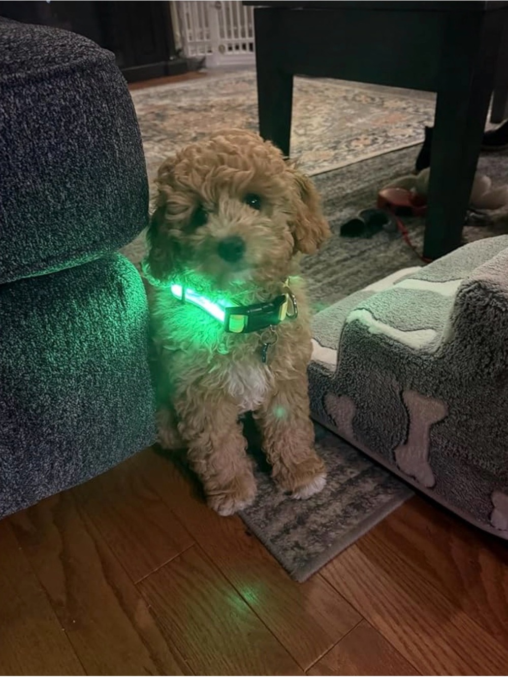 LED Dog Collar Light Up USB Rechargeable Night Safety Glow High Vis Green Size S